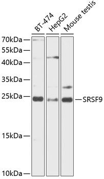 Western blot