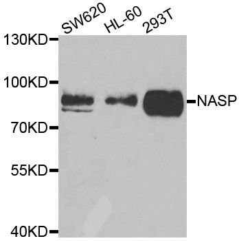 Western blot - NASP antibody (144-06938)