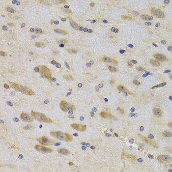 Immunohistochemistry - RPS27 Antibody (144-06729)
