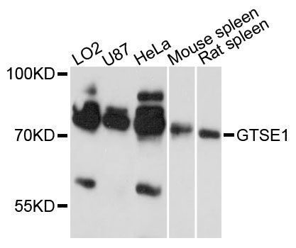 Western blot - GTSE1 antibody (144-013902)