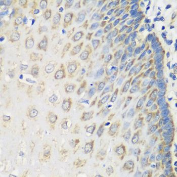 Immunohistochemistry - MSRB2 antibody (144-08364)