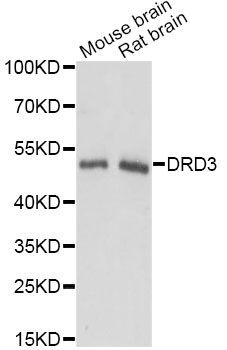 Western blot - DRD3 antibody (144-607292)