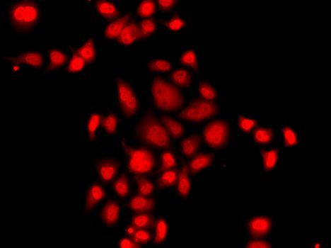 Immunofluorescence - MLF1 antibody (144-08012)