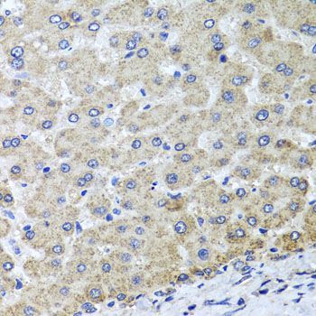 Immunohistochemistry - OSGEPL1 antibody (144-08022)