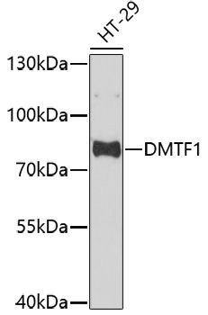 Western blot