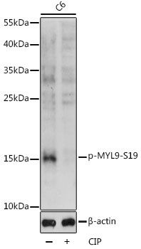 Western blot