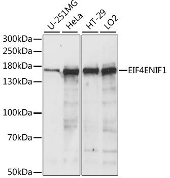 Western blot