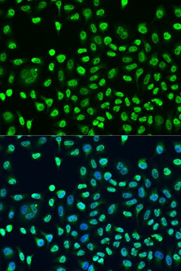 Immunofluorescence - STAU2 antibody (144-03413)