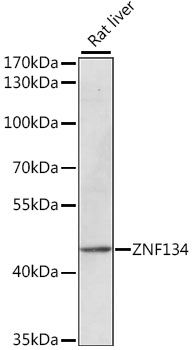 Western blot