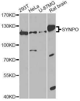 Western blot - SYNPO antibody (144-08484)