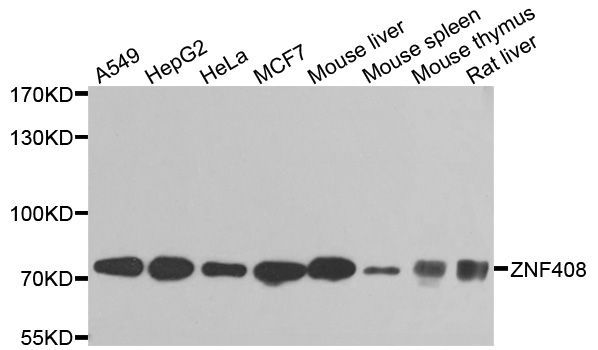Western blot - ZNF408 antibody (144-08512)