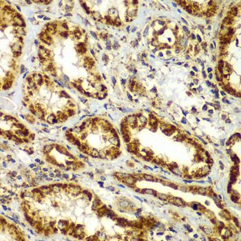 Immunohistochemistry - SMAD9 antibody (144-07518)