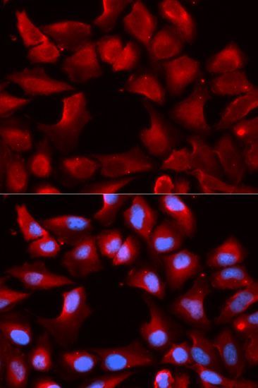 Western blot - [KO Validated] DNAJB1 Polyclonal Antibody (144-05504)