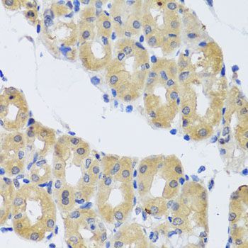 Immunohistochemistry - DYNC1I1 antibody (144-03833)