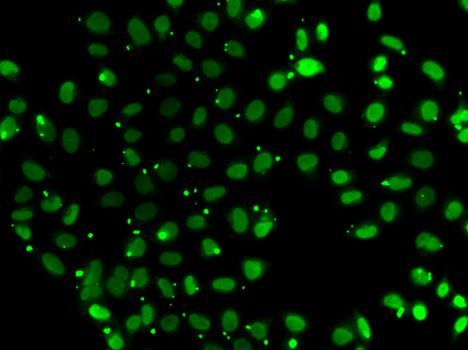 Immunofluorescence - SUB1 antibody (144-07070)