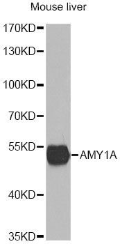 Western blot - AMY1A antibody (144-60260)