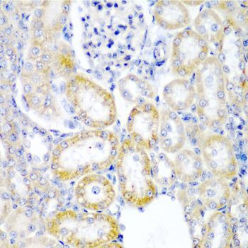Immunohistochemistry - UPF2 antibody (144-013411)