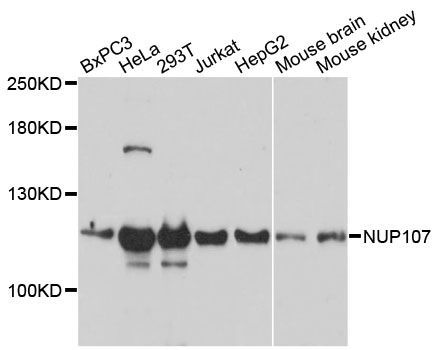 Western blot - NUP107 antibody (144-60193)