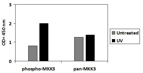 MKK3 (S189) ELISA Kit
