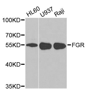 Western blot - FGR antibody (144-02075)