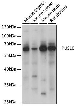 Western blot - PUS10 antibody (144-015962)