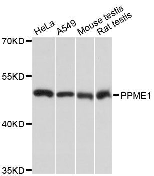 Western blot - PPME1 antibody (144-013094)