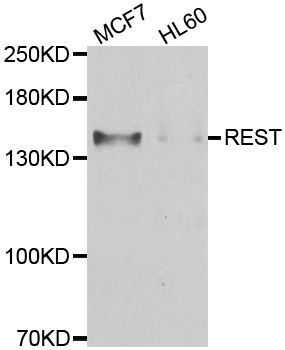 Western blot - REST Polyclonal Antibody (144-07161)