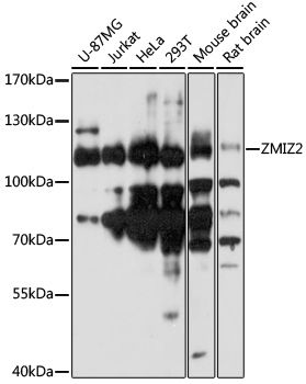 Western blot