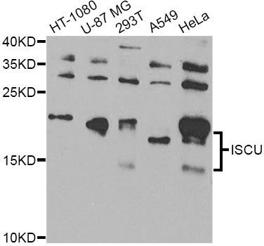 Western blot - ISCU Antibody (144-07082)