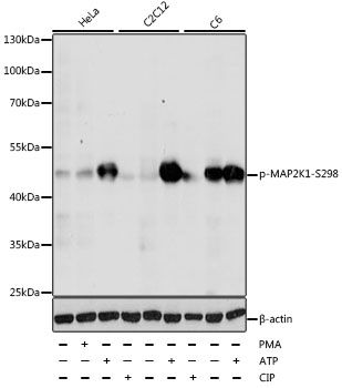 Western blot - Phospho-MAP2K1-S298 pAb (144-50063)