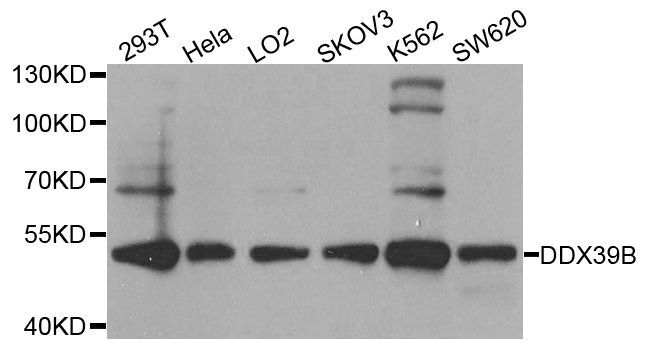 Western blot - DDX39B Polyclonal Antibody (144-08356)