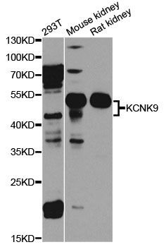 Western blot - KCNK9 antibody (144-08609)