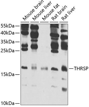 Western blot