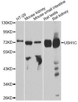 Western blot - USH1C antibody (144-04368)