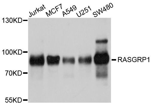 Western blot - RASGRP1 Polyclonal Antibody (144-010495)