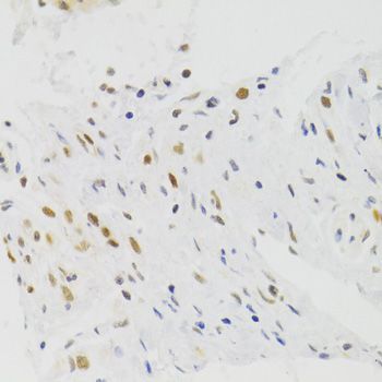 Immunohistochemistry - NASP Antibody (144-06938)