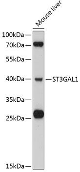 Western blot
