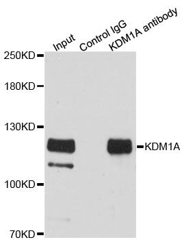Immunofluorescence - [KO Validated] KDM1A Polyclonal Antibody (144-01156)