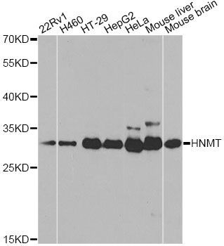 Western blot - HNMT antibody (144-02520)