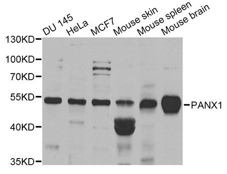 Western blot - PANX1 antibody (144-06683)