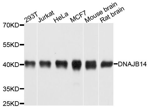 Western blot - DNAJB14 Polyclonal Antibody (144-04990)