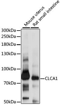 Western blot - CLCA1 antibody (144-60893)