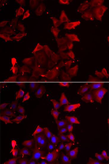 Immunofluorescence - PDLIM1 antibody (144-06686)