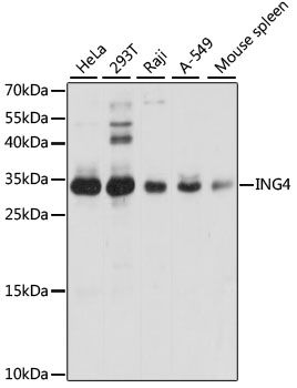 Western blot
