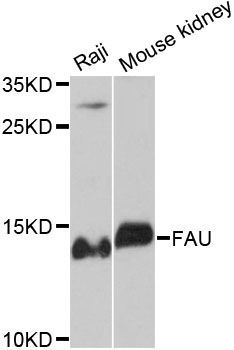 Western blot - FAU antibody (144-012181)