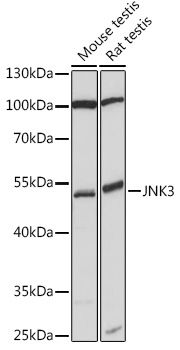 Western blot