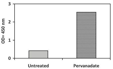 Pervanadate Stimulation of U937 Cell Line