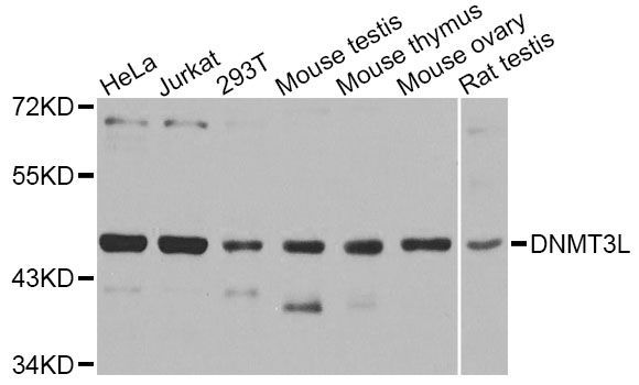 Western blot - DNMT3L Polyclonal Antibody (144-013591)