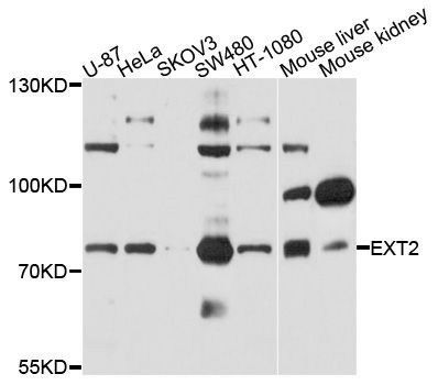 Western blot - EXT2 antibody (144-01973)
