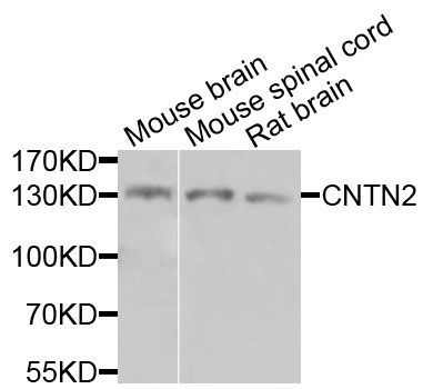 Western blot - CNTN2 antibody (144-07738)